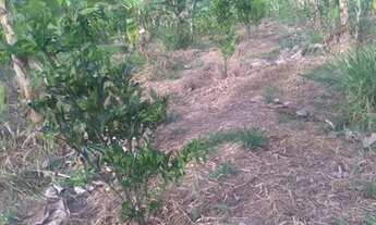 Imagem 4: Vendo excelente sitio Em saj