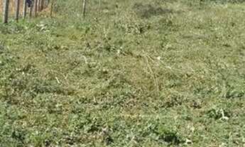 Imagem 4: Terreno localizado na moeda