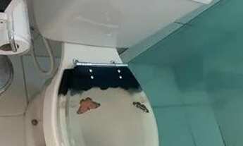 Imagem 7: Apartamento Apartamento com 2 dormitórios