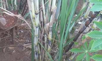 Imagem 4: Vende-se casa , Setor Irmã Dulce