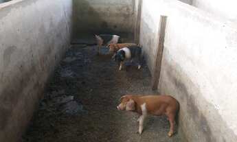 Imagem 2: Fazenda à venda dentro de Santarém com 100 hectares, km 03 Alter do Chão
