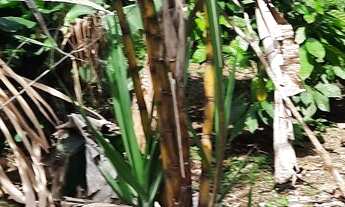 Imagem 2: Vendo excelente sitio Em jaguaripe