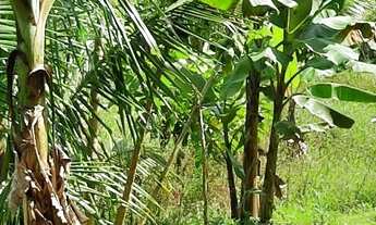 Imagem 6: Vendo excelente sitio Em jaguaripe