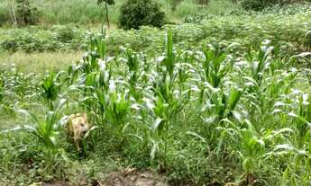 Imagem 5: Vende-se excelente propriedade com 2,5 hectares em Vitoria de Santo Antão-PE