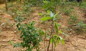 Imagem 2: Lote Ibirité entre o Monsenhor Horta e Bosque