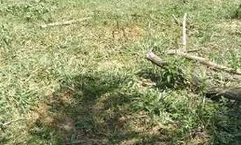 Imagem 5: Terreno localizado na moeda