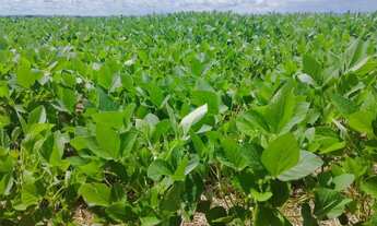 Imagem 6: Fazendas no Tocantins