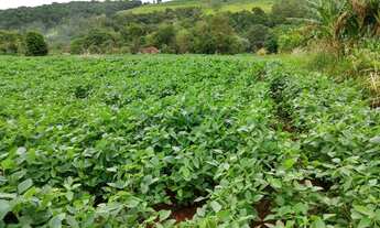 Imagem 5: Sítio 3.1 alqueires Santo Antônio da platina