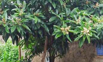 Imagem 4: Aluga-se Casa 2 quartos Sozinha Planaltina-DF