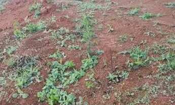 Imagem 4: Chácara em Paraju Domingos Martins