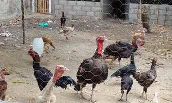 Imagem 2: Chácara com duas casas, só venda