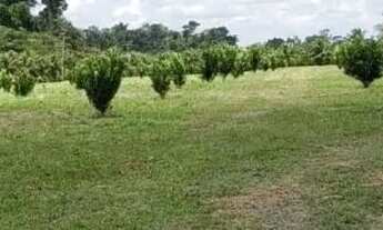 Imagem 4: Fazenda Agrícola, pista da Rodovia BR174, entre Km 60 e 63 com 3.900mts de fachada. 50.000