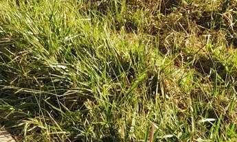 Imagem 3: Vendo ágil de lote em Senador Canedo Top do Parque