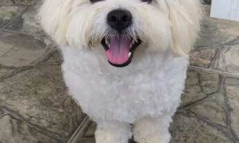 Imagem 2: Procuro namorada maltês