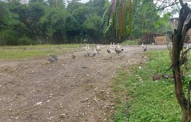 Imagem 4: ÓTIMO TERRENO NA TAQUARA