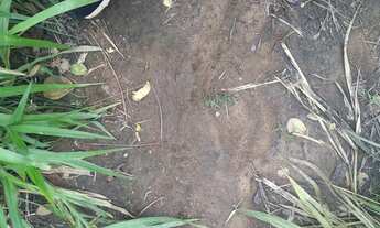 Imagem 10: Vende-se Fazenda com 80 Hectares, na região do olho d'água, com rio taquaral nos fund