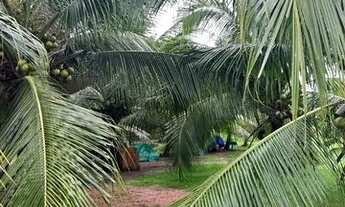 Imagem 3: Casa no janga, sítio