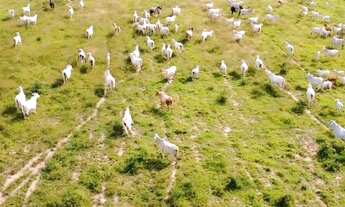 Imagem: 300 alqueires, porteira fechada no Pará