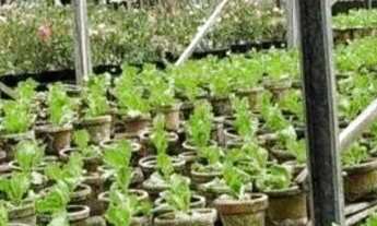 Imagem 3: Fazenda Agrícola, pista da Rodovia BR174, entre Km 60 e 63 com 3.900mts de fachada. 50.000