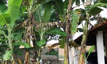 Imagem 6: Mini granja em lagoa seca