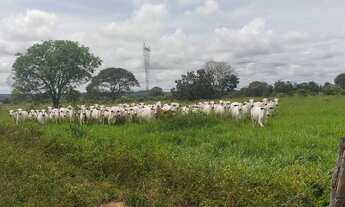 Imagem 6: 691 alqueires no município Rio dos Boi-TO