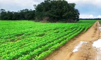 Imagem: Fazenda - Gurupi (TO