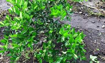 Imagem 4: Mini granja em lagoa seca