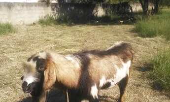 Imagem 6: Terreno de 2.760 M2 todo plsno emurado