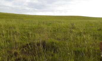 Imagem: Vendo 40 hectares de campo