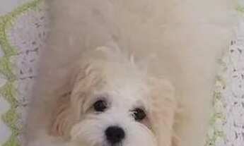 Imagem: Procuro namorada maltês