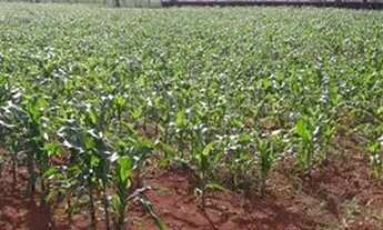 Imagem 4: Vendo lotes e chácara na PONTE ALTA GAMA DF apartir de 85mil 500m² 800m²e 1000m²