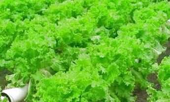 Imagem 3: Sítio com Hidroponia em Nova Olinda do Norte Amazonas