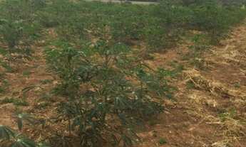 Imagem 7: Vende-se chácara 2,5 alqueires, 300 mts da cidade Dracena/Sp