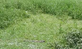 Imagem 6: VENDO ESSE SITIO EM CAPANEMA 82 MTS FRENTE,216 LAT.DIR, 211 LAT,ESQ,58 FUNDO