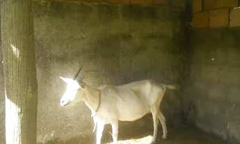 Imagem 5: Terreno de 2.760 M2 todo plsno emurado