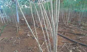 Imagem 5: Vendo chácara próximo Goiânia