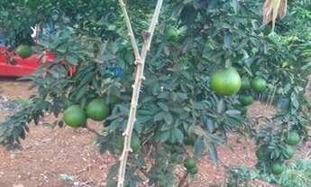 Imagem 6: Vendo chácara próximo Goiânia