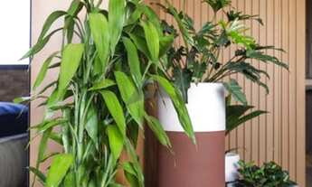 Imagem 5: Apartamento - Cambuí - Campinas