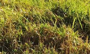 Imagem 2: Vendo ágil de lote em Senador Canedo Top do Parque