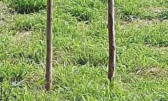 Imagem 4: Terreno 10x43 Terreno / lote com venda por R$50.000