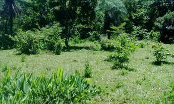 Imagem 3: Vende se fazenda 140 alqueires em Goiás velho