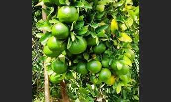 Imagem 6: Sítio Chácara com venda por R$500.000