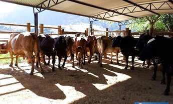 Imagem: Oportunidade -Fazenda em Mutum 140,82 hectares