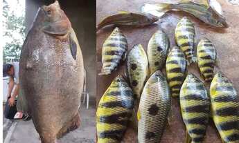 Imagem: Chácara Padre Bernardo Ótima localização