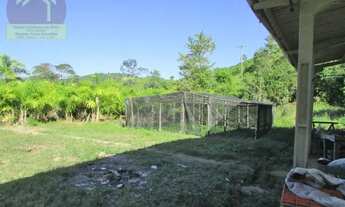 Imagem: Sítio com produção de Palmito Pupunha