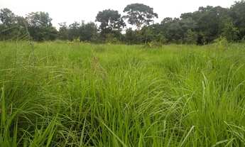 Imagem 16: Vende-se Fazenda com 80 Hectares, na região do olho d'água, com rio taquaral nos fund