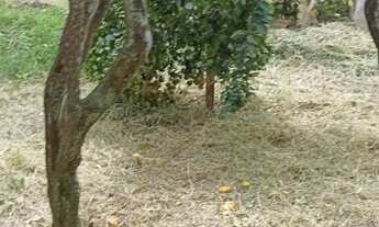 Imagem 6: Chácara Areal, Itaboraí-RJ