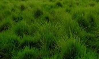 Imagem 6: Fazenda 205 Alq. (902 Há). Tabocão-TO. (Já foi Lavoura