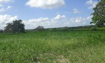 Imagem 2: Excelente Fazenda com 95 hectares na região de vera cruz