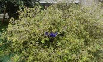 Imagem 4: Casa com 2 dormitórios à venda, 125 m² por R$ 308.000 - Cotia - Cotia/SP